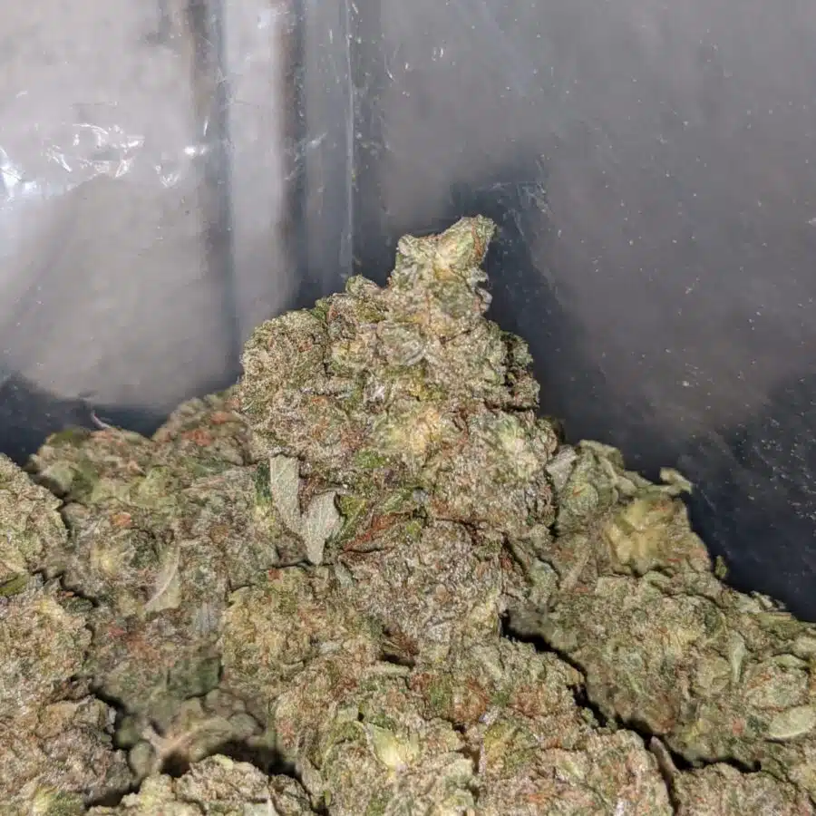 tonys death bubba 3 I Tony's Death Bubba #2