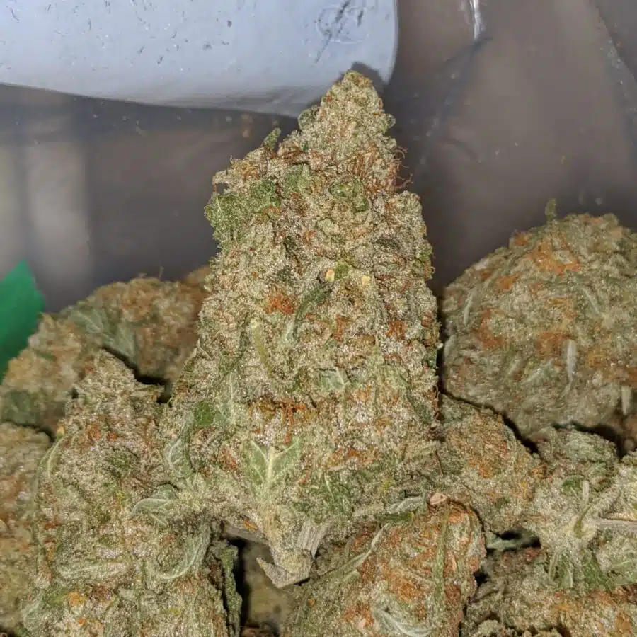 white cookies 1 I White Cookies