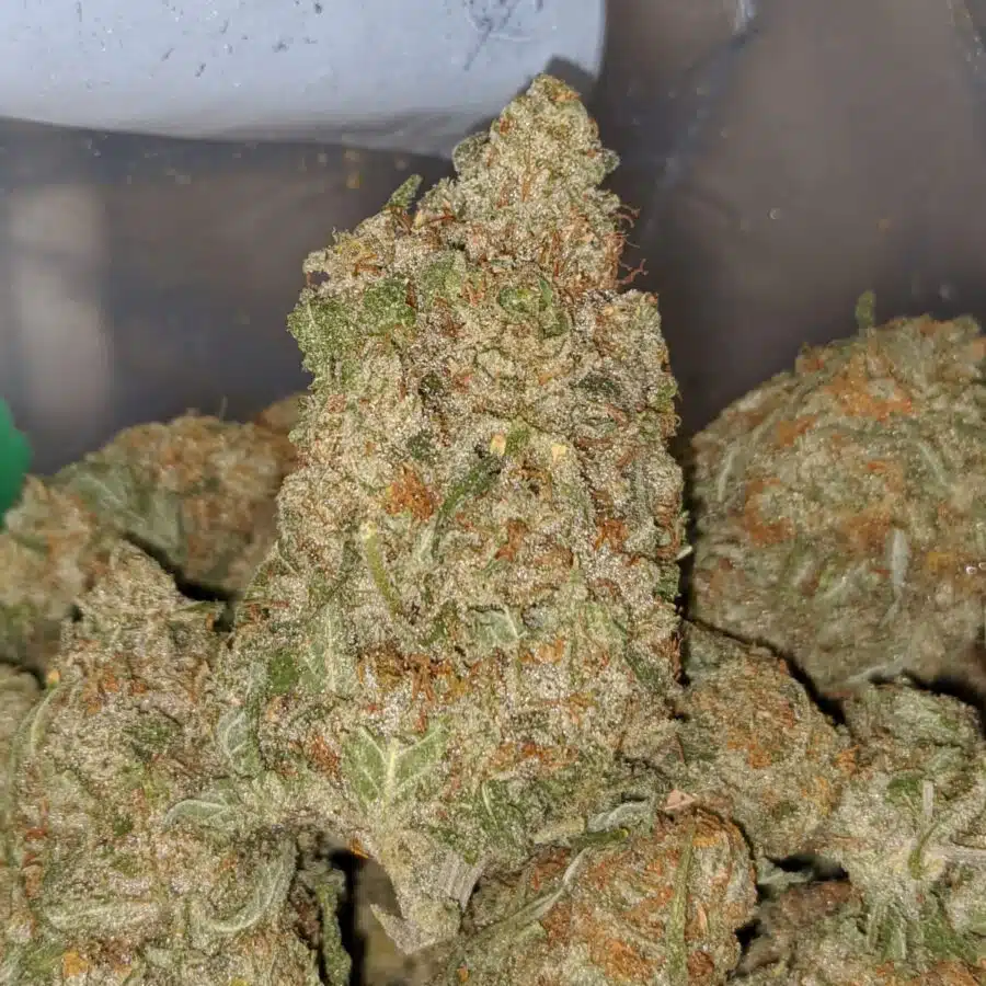 white cookies 2 I White Cookies