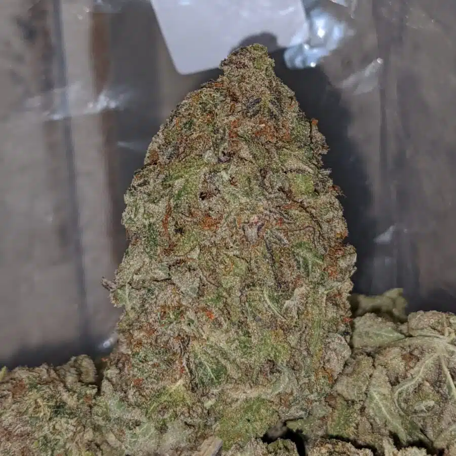 white nurse 1 I White Nurse