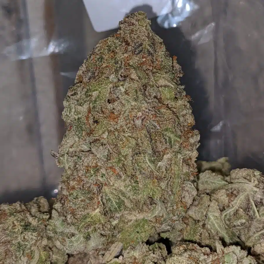 white nurse 2 I White Nurse