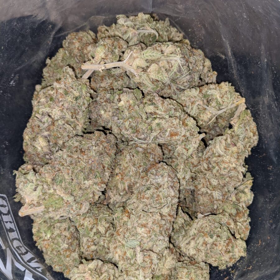 white nurse 3 I White Nurse