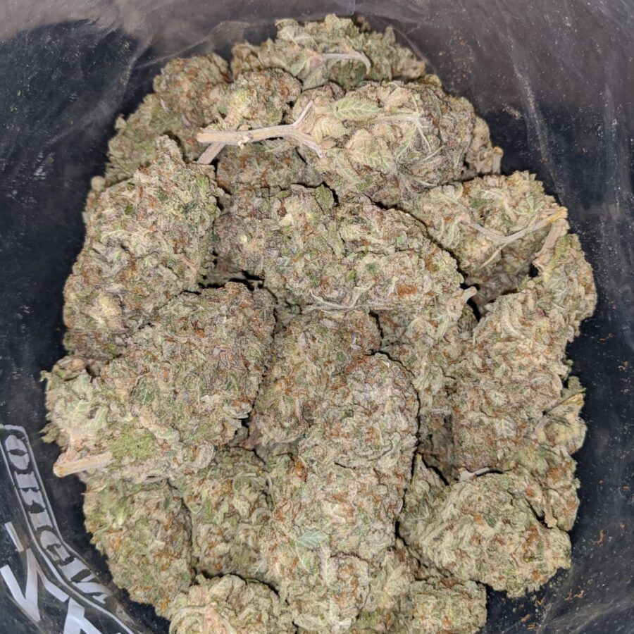 white nurse 4 I White Nurse