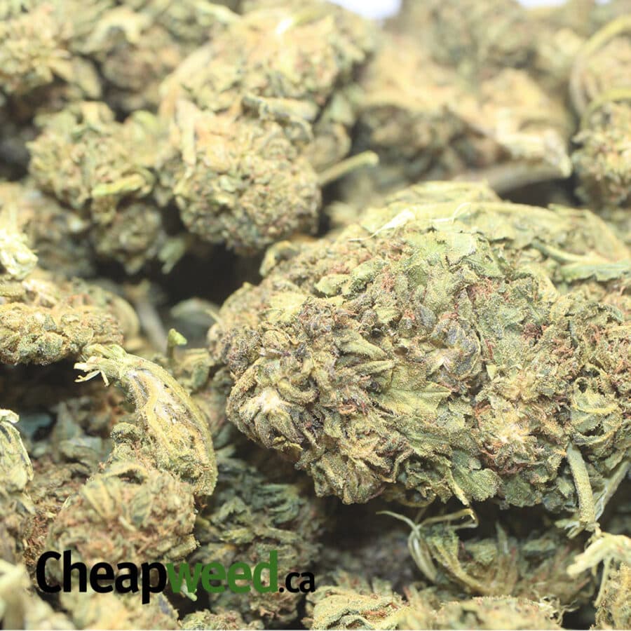 BLACK DURBAN DOD 1 1 I Black Durban - *Deal Of The Day*
