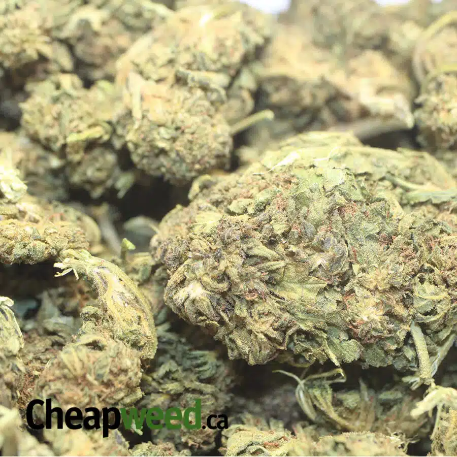 BLACK DURBAN DOD 1 1 I Black Durban - *Deal Of The Day*