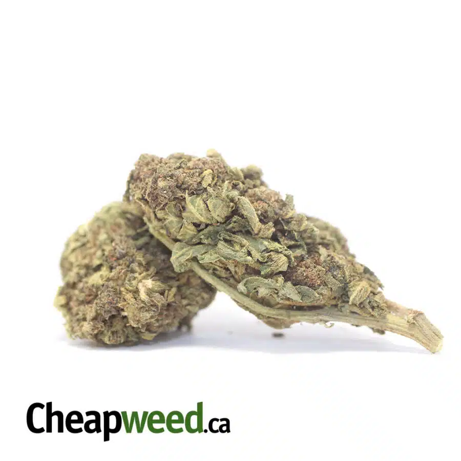 BLACK DURBAN DOD 3 1 I Black Durban - *Deal Of The Day*