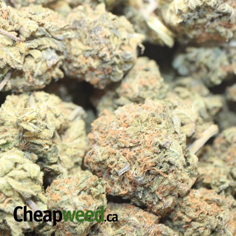 BUBBA DOD 1 I Bubba - *Deal of the Day*