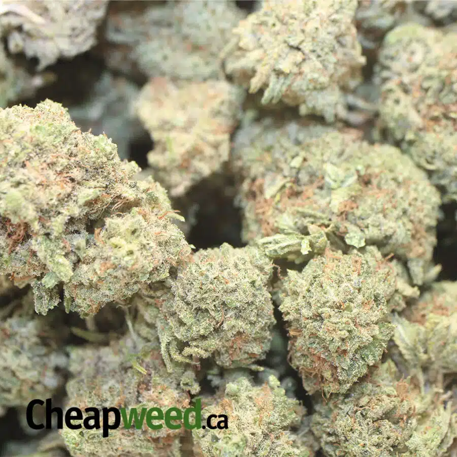 BUBBALICIOUS 1 1 I Bubblegum