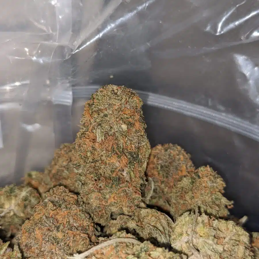 CACTUS BREATH 3 I $ 68 Oz - Sophies Breath