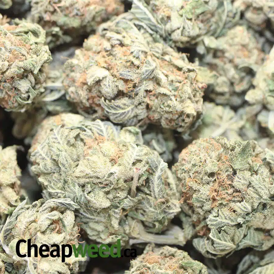 CALI TUNA DOD 1 I Cali Tuna - *Deal Of The Day*
