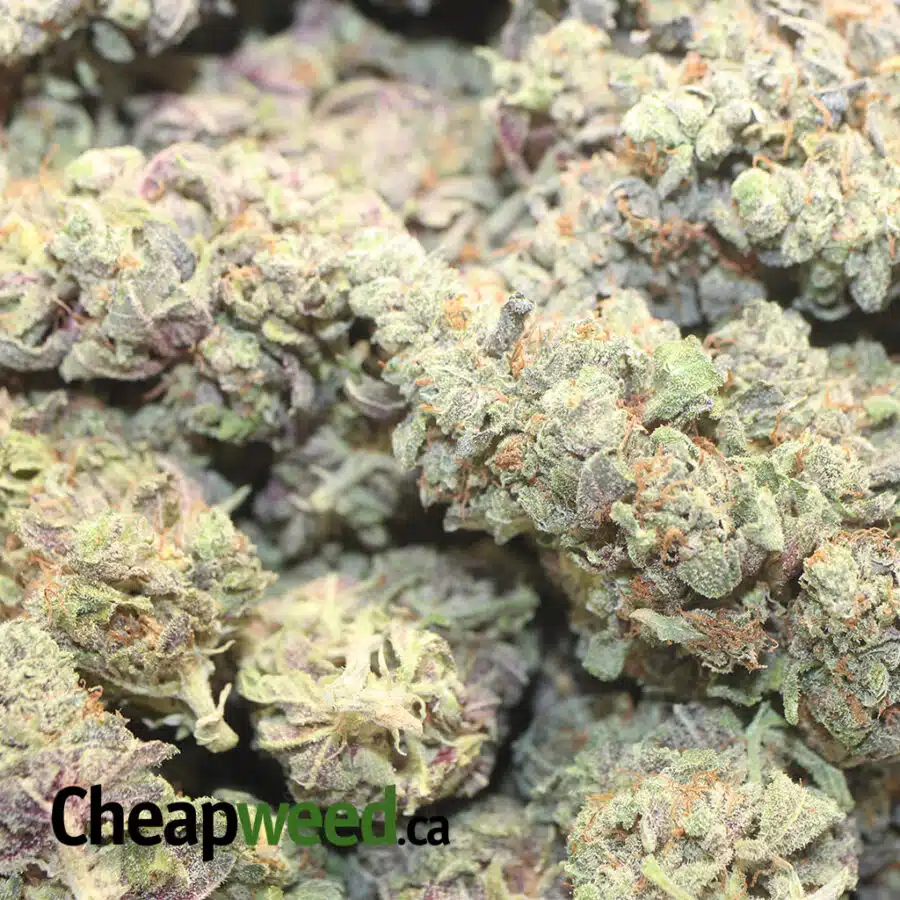 EMMA PURPLE DANK 1 I Emma's Purple Dank