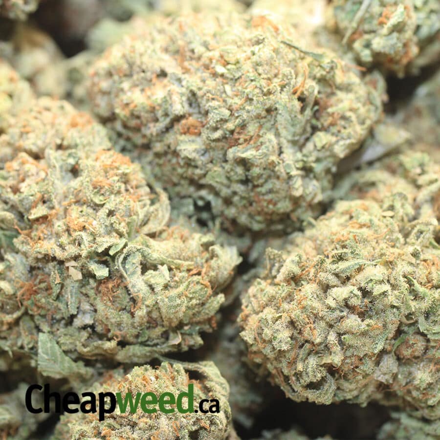 EMMA SFV OG 1 I Emma's SFV OG
