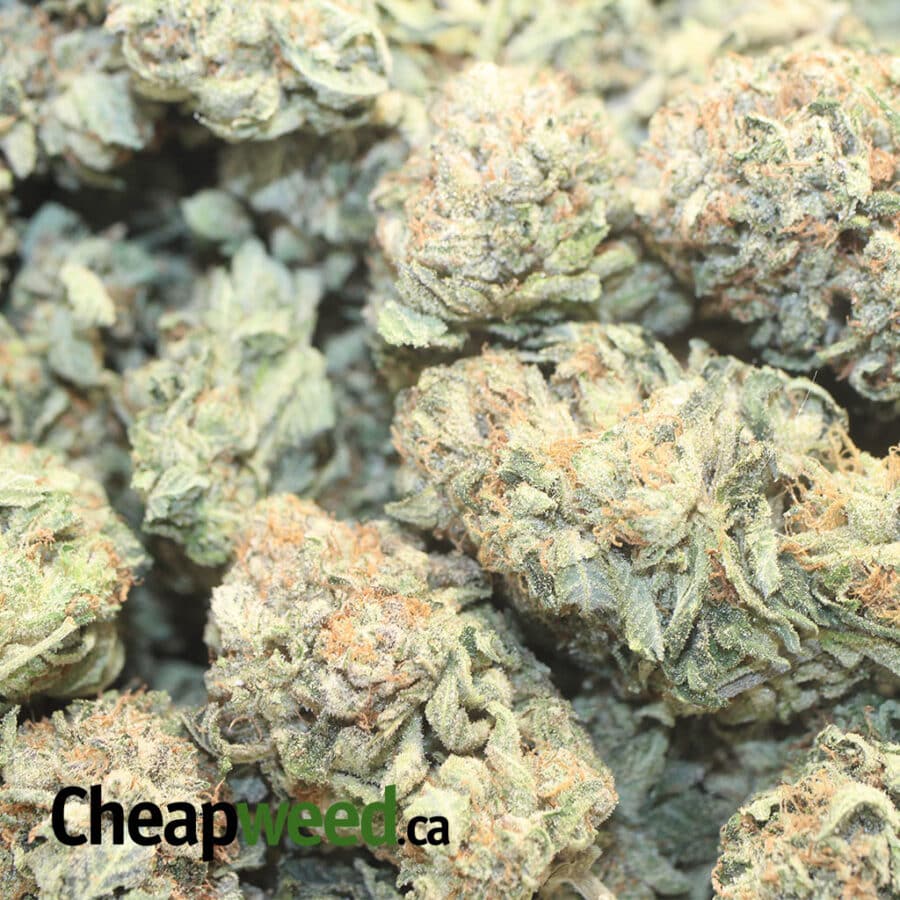 G13 AAA 2 I G-13 AAA