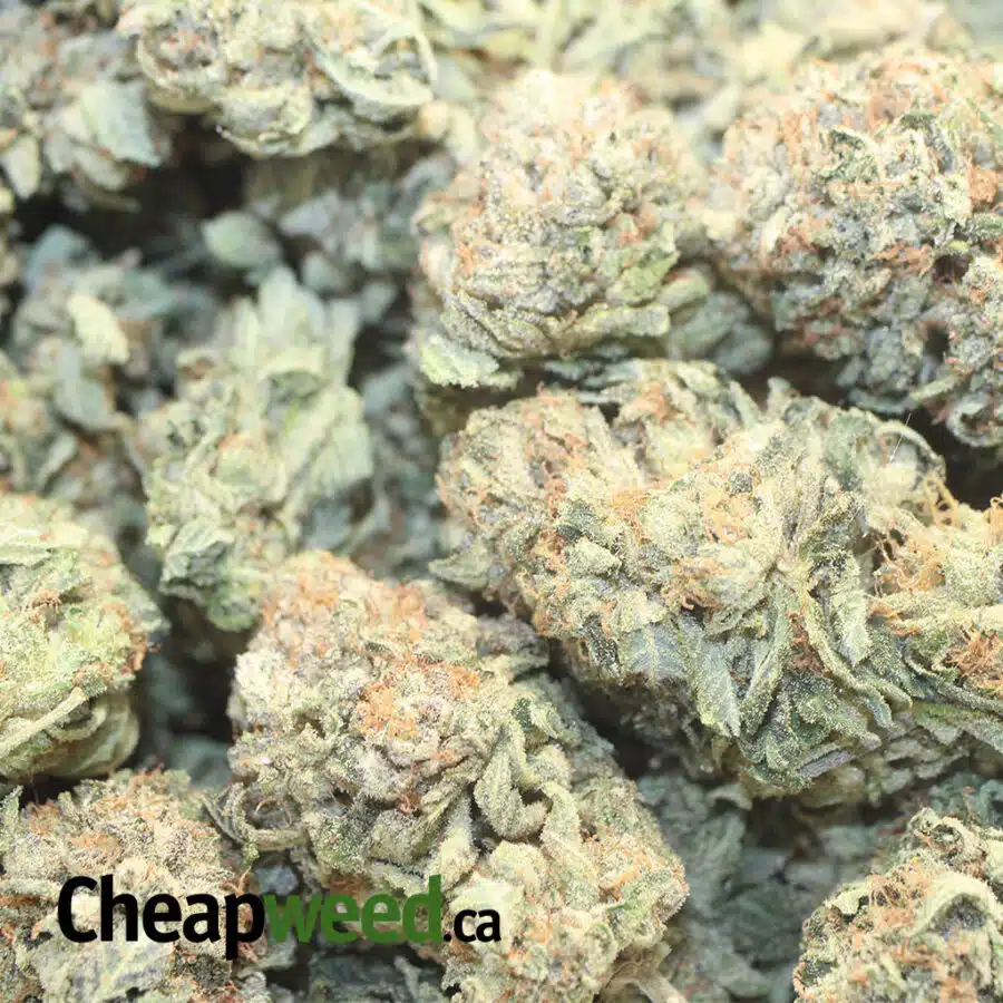 G13 AAA 2 I G-13 AAA