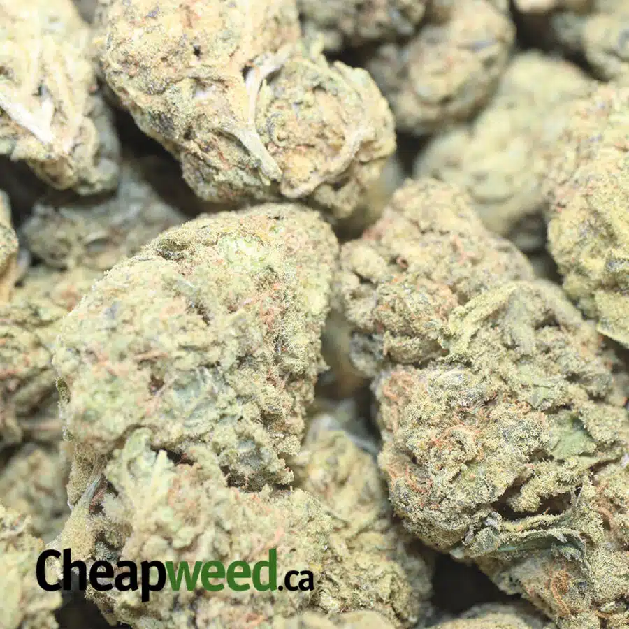 GREEN GOBLIN BS 1 I Green Goblin Bulk Special