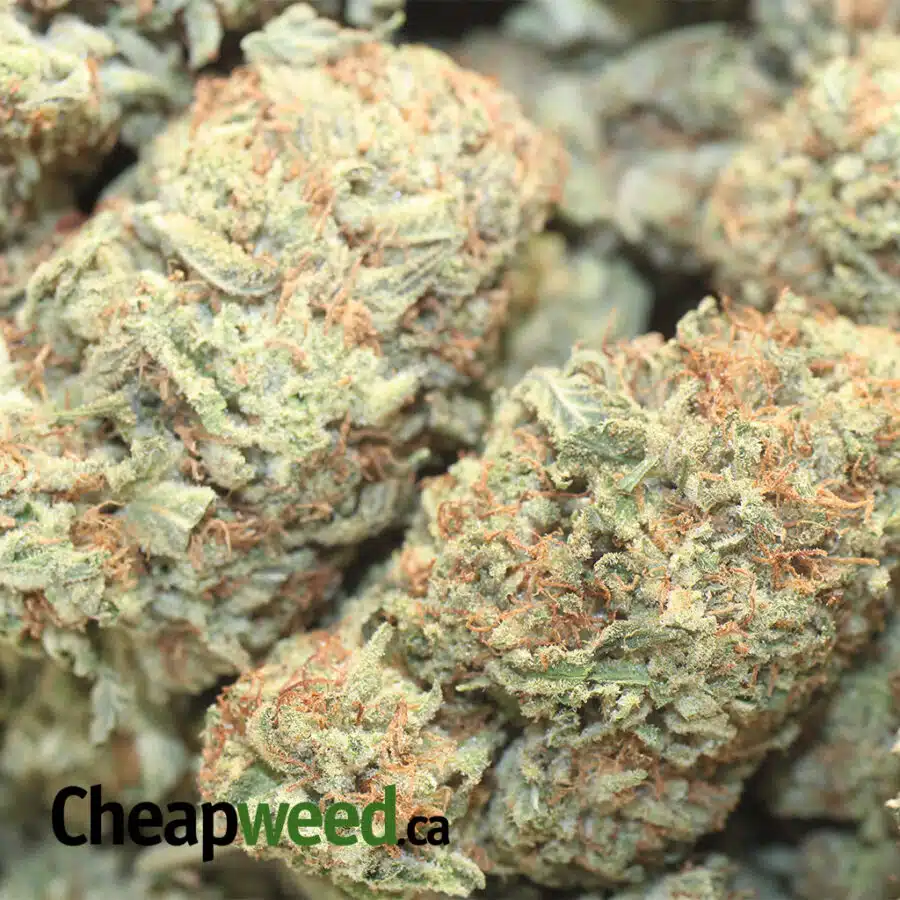 INFINITY KUSH 1 I Infinity Kush
