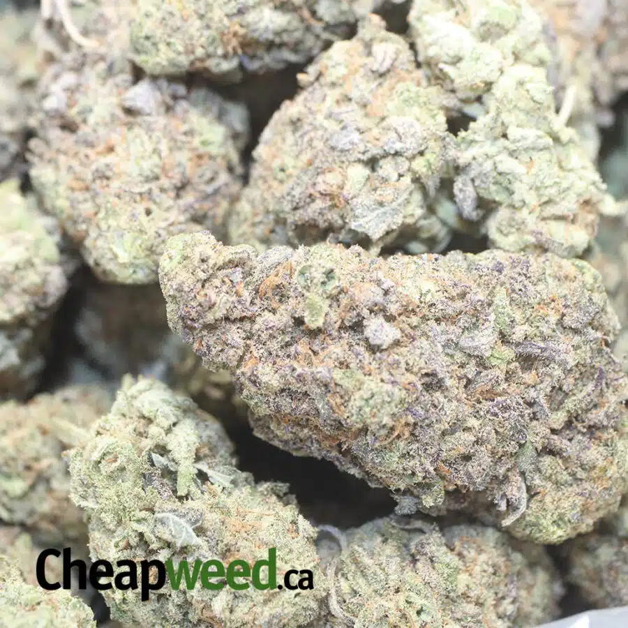 JILLY BEAN DOD 1 I Jillybean - *Deal Of The Day*