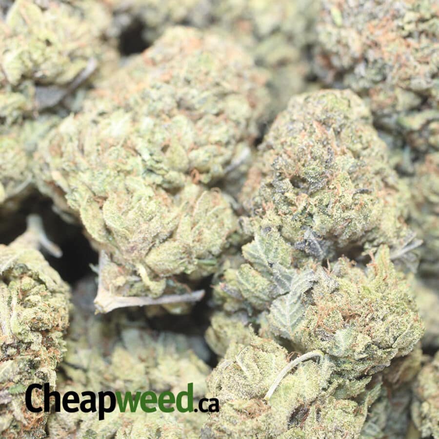 KILLER KUSH 1 I Killer Kush