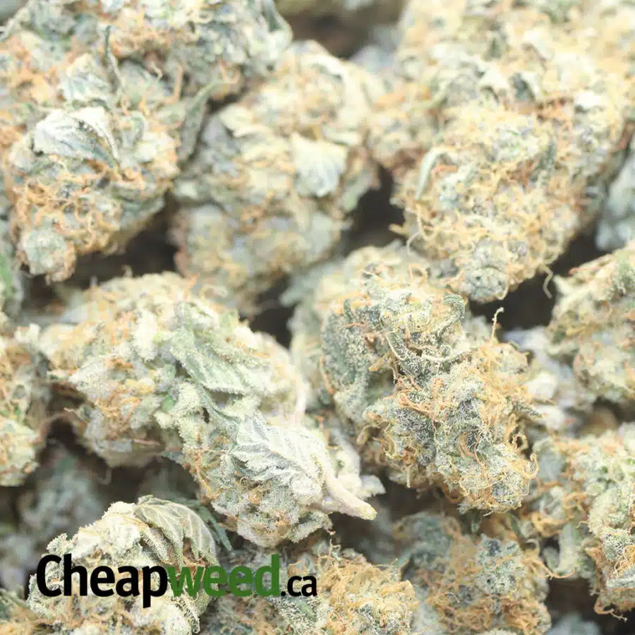 LARRY OG DOD 1 I Larry OG - *Deal of the Day*