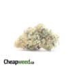 Larry OG - *Deal of the Day*