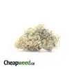 Larry OG - *Deal of the Day*