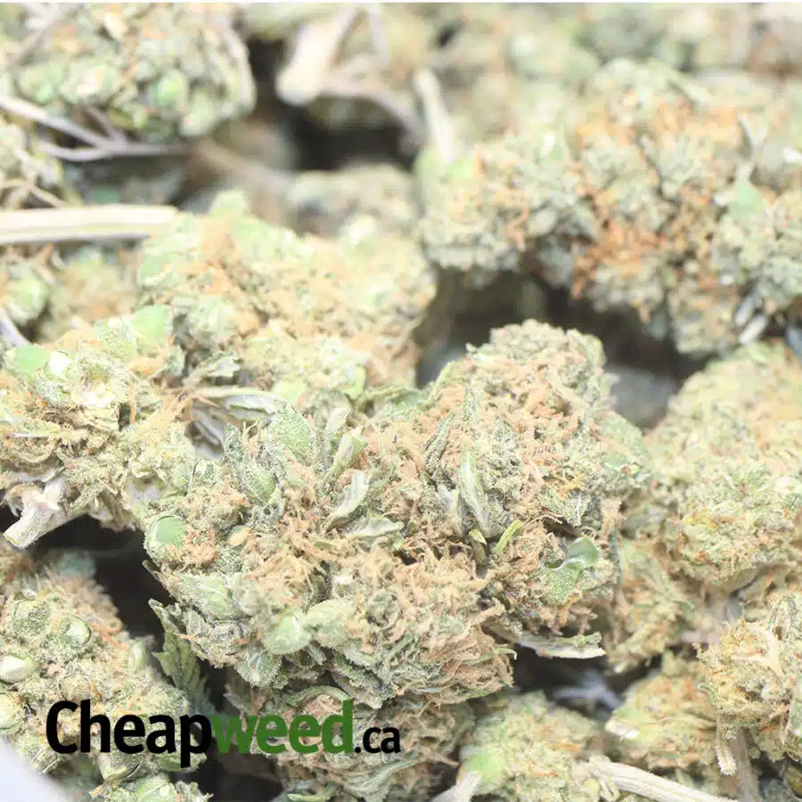 LOL CHEAPWEED AA 3 I LOL Cheapweed AA+