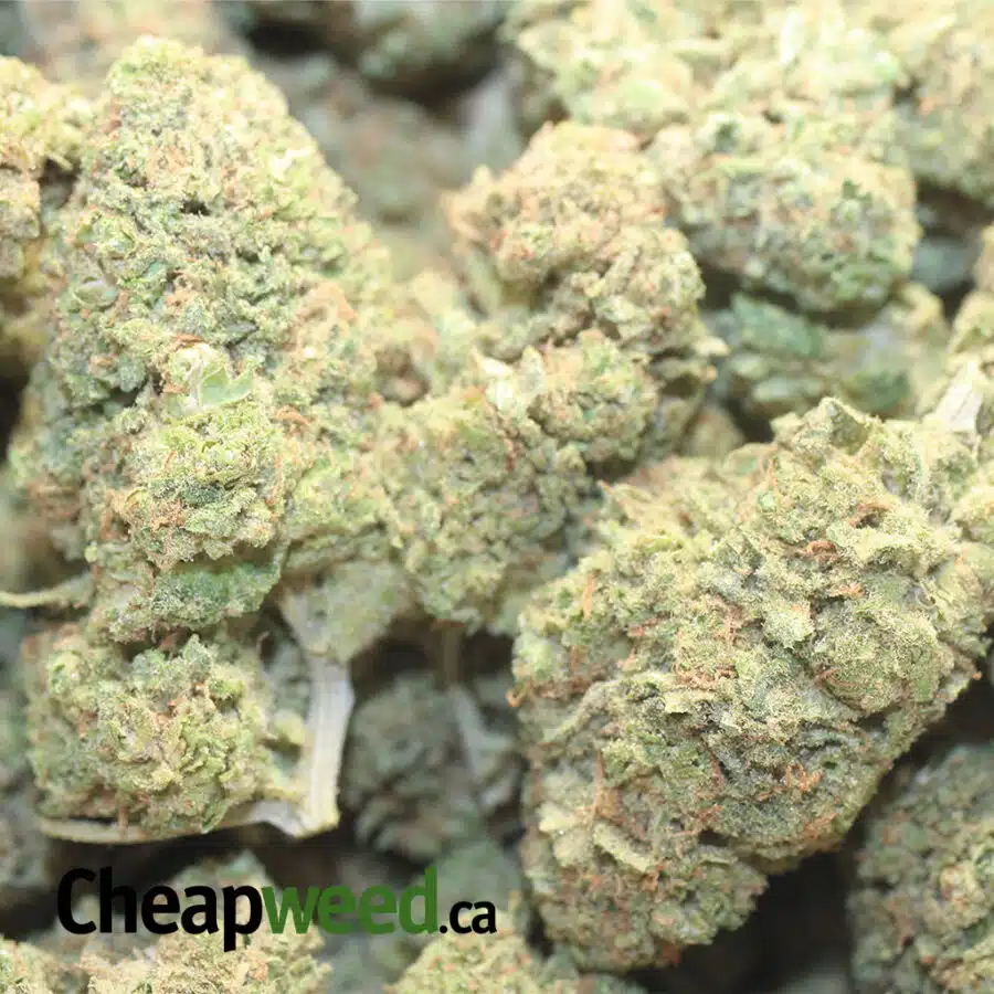 MAUI WOWIE DOD 1 I Maui Wowie - *Deal of the Day*