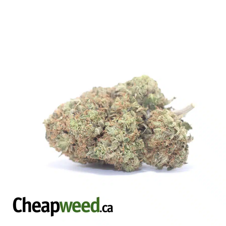 Pink Funk - *Deal of the Day*