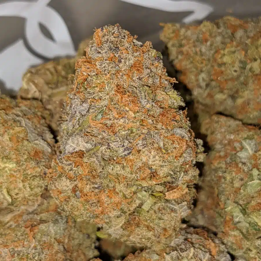 PURPLE ANIMAL CRACKERS 1 I Lava Cake #11