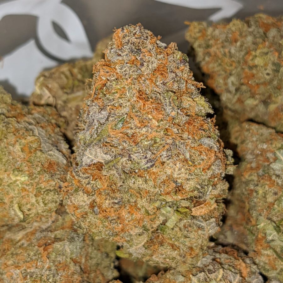 PURPLE ANIMAL CRACKERS 2 I Lava Cake #11