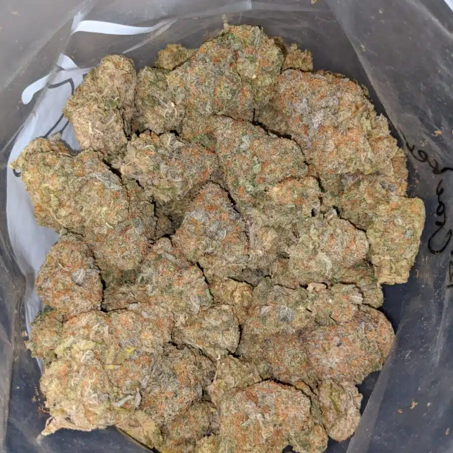 PURPLE ANIMAL CRACKERS 3 I Lava Cake #11