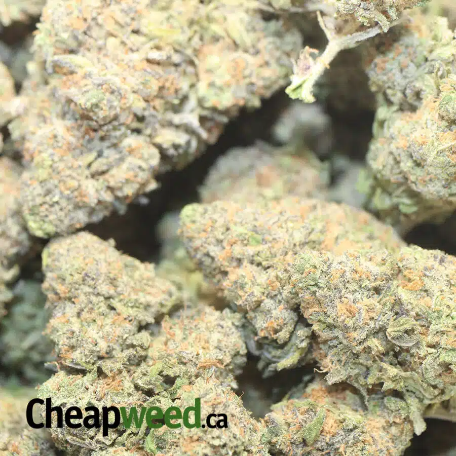 PURPLE NUKEN 1 I Select Purple Nuken