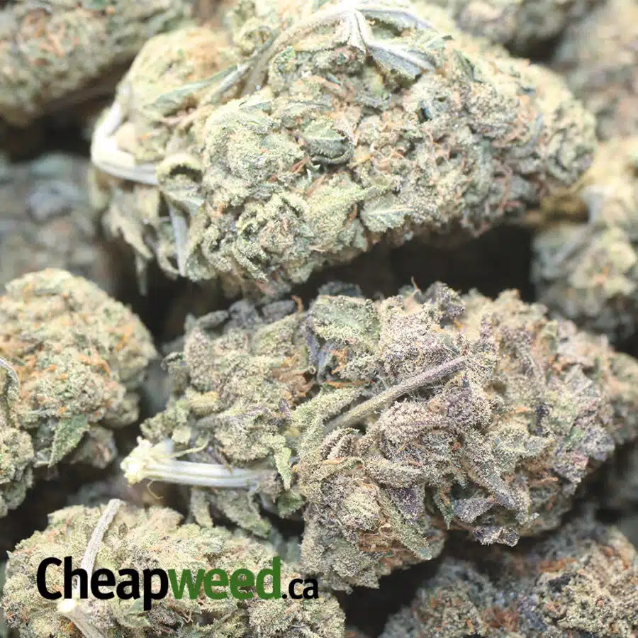 PURPLE SHERBERT DOD 1 I Purple Sherbert - *Deal Of The Day*