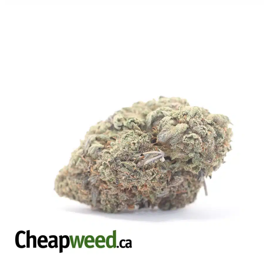 Purple Sherbert - *Deal Of The Day*
