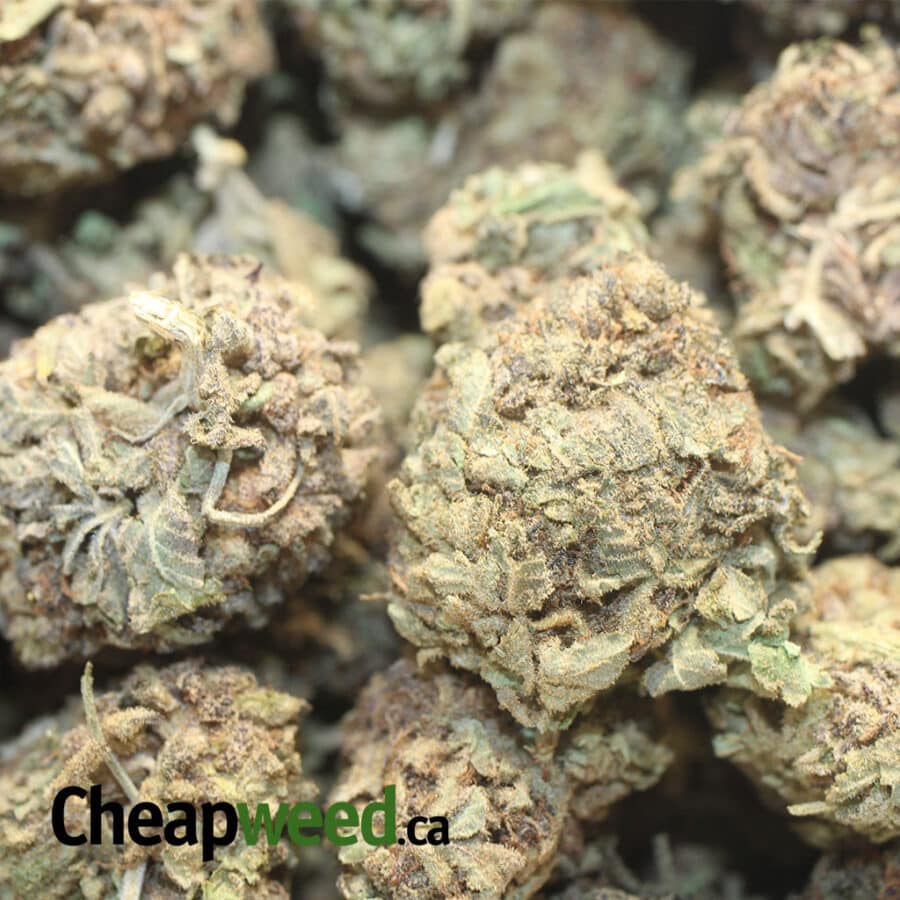 PURPLE WIDOW AA 1 I Purple Widow AA+