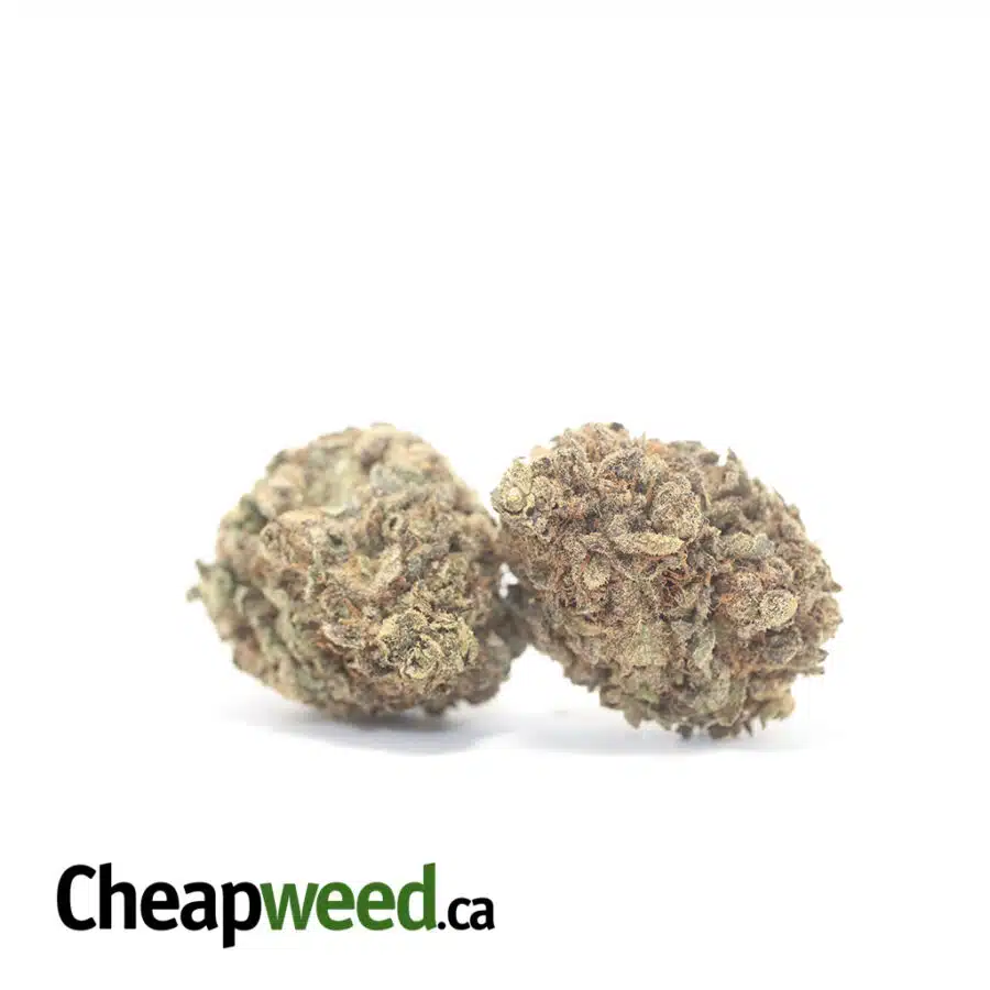 Alternative view of Purple Widow AA+