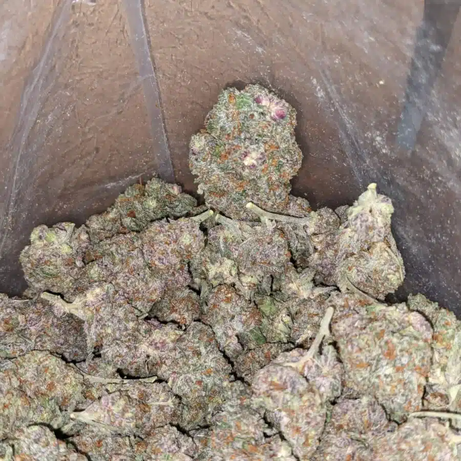 Purple candy 1 I Purple Candy