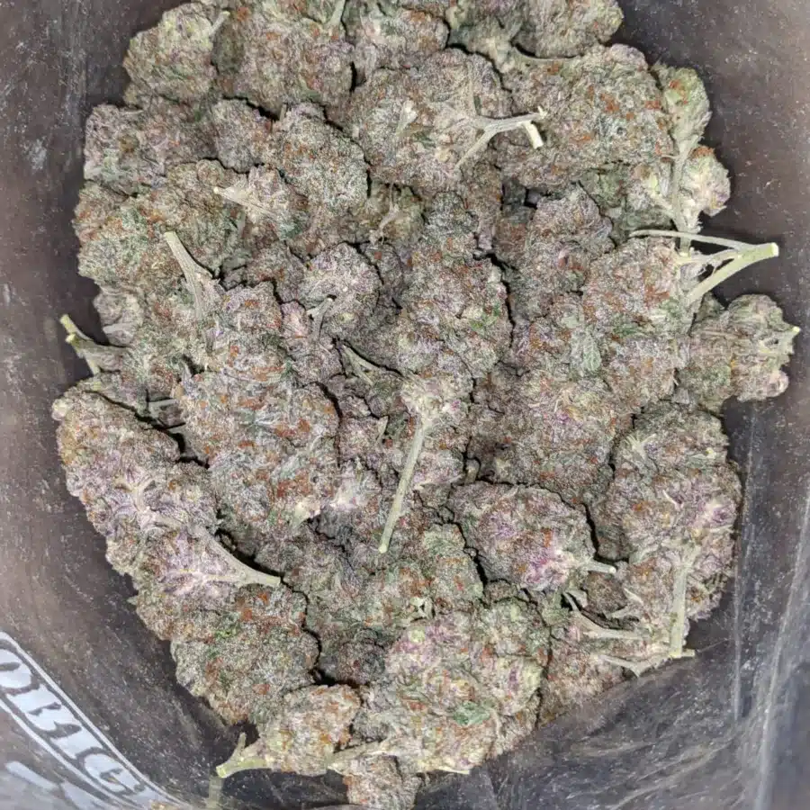 Purple candy 2 I Purple Candy