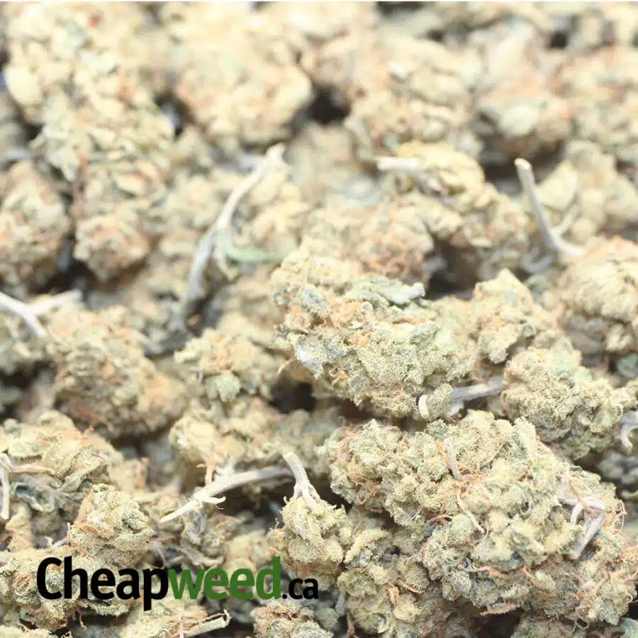 RED HAZE AA 1 I california Haze