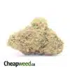 Romulan - *Deal of the Day*