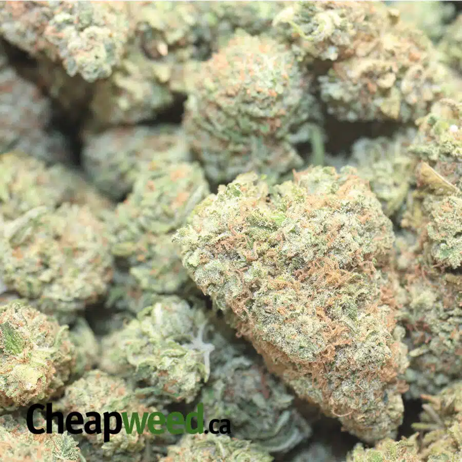 SNOWCAP DOD 1 I Snowcap - *Deal Of The Day*