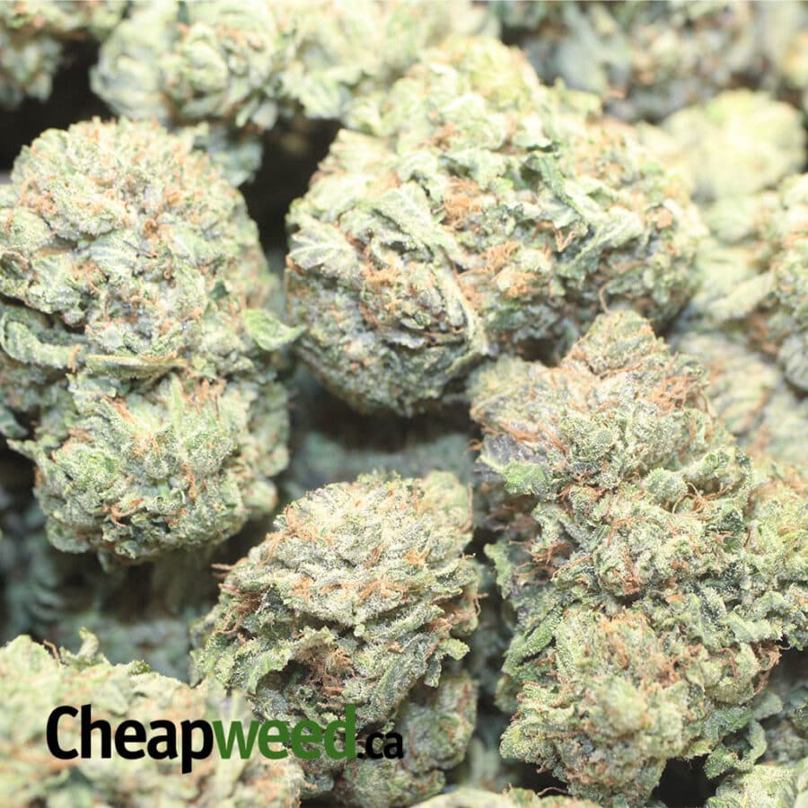 WHITE BUBBA DOD 1 I White Bubba - *Deal of the Day*