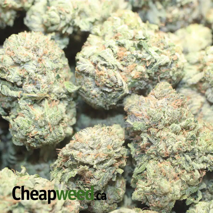 WHITE BUBBA DOD 1 I White Bubba - *Deal of the Day*