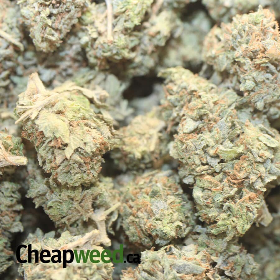 WHITE KOSHER AA 1 I White Kosher AA+