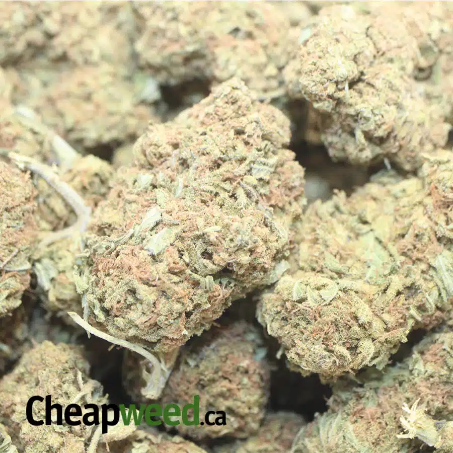 WHITE POISON BS 1 I White Poison Bulk Special