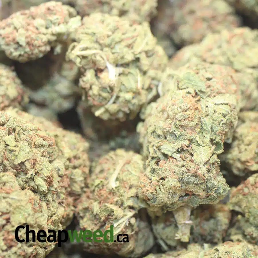 YELLOW KUSH DOD 1 1 I Yellow Kush - *Deal of the Day*