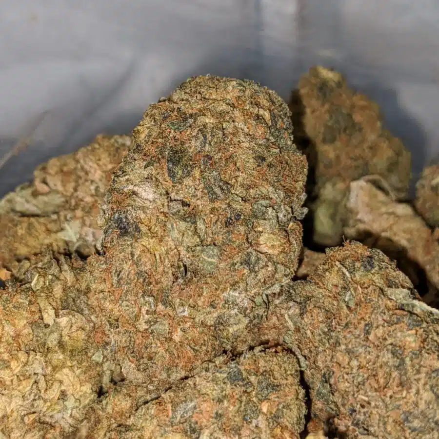 black kush aa 1 I Black Kush AA+