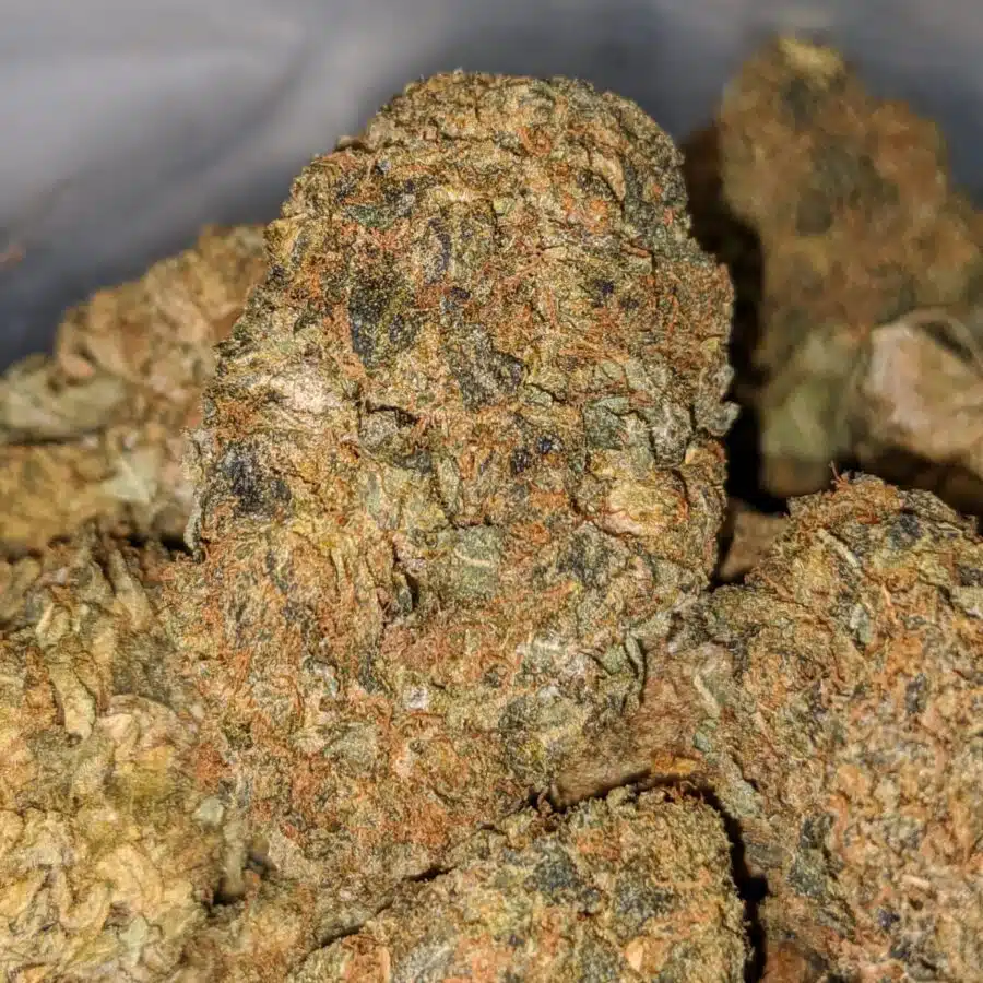 black kush aa 2 I Black Kush AA+