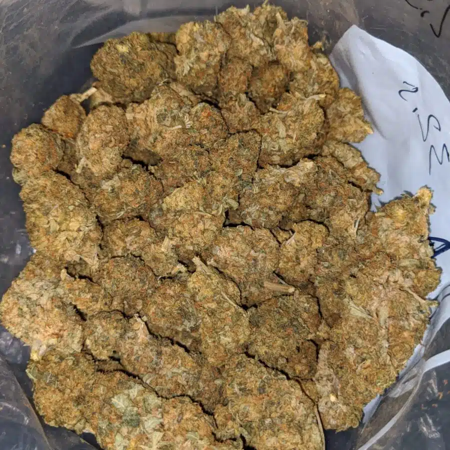 black kush aa 3 I Black Kush AA+
