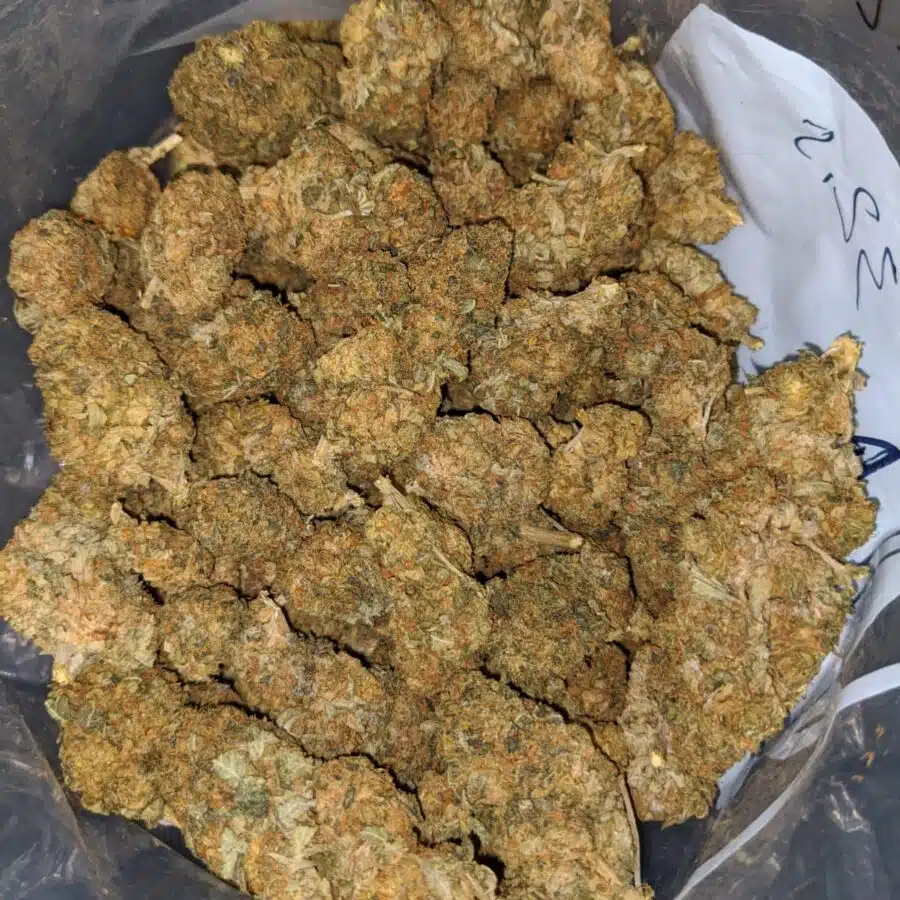black kush aa 4 I Black Kush AA+